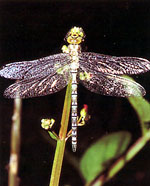 Southern Hawker