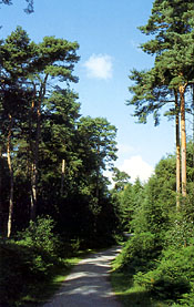 Delamere  Forest