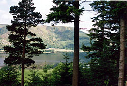 looking across to the nest site from Dodd Wood