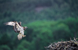 Osprey photo courtesy of RSPB