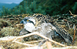 The male chick on the nest